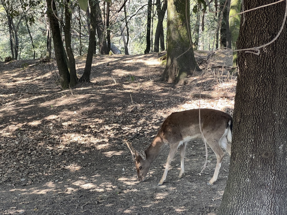 Lamporecchio - parco con animali.