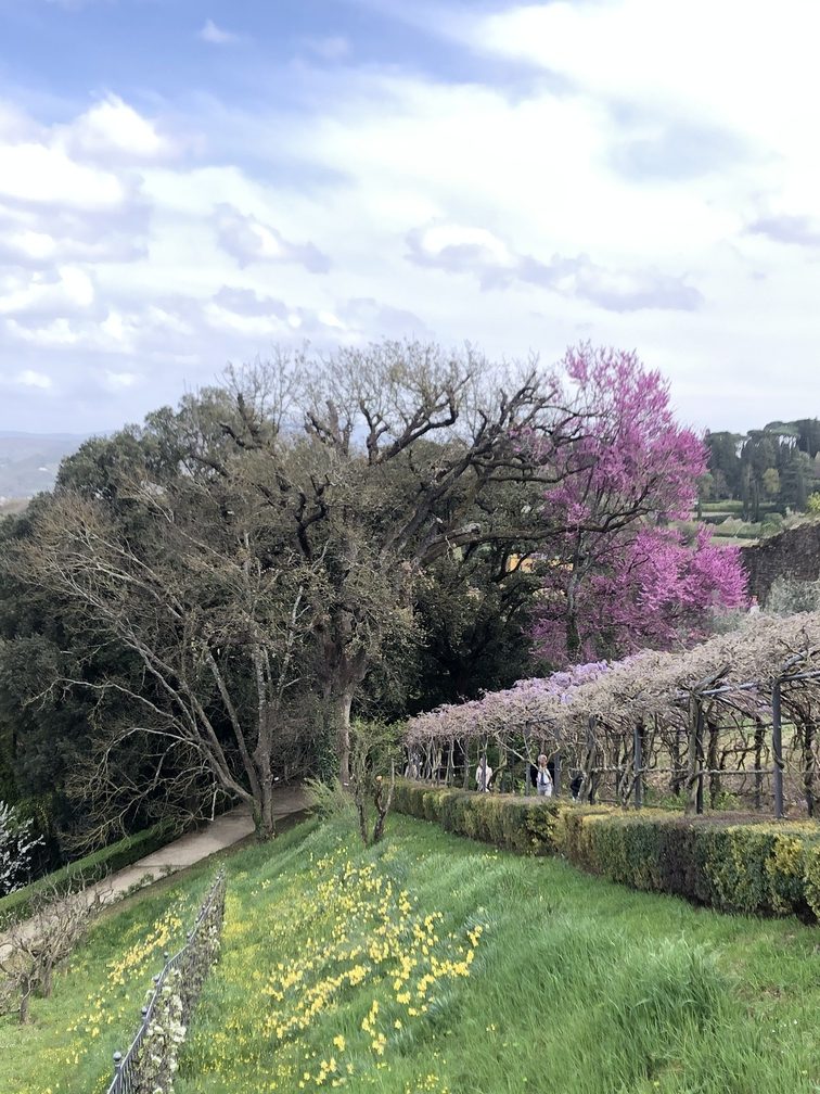Giardino Bardini - pergolato del glicine.