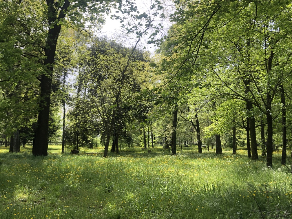 Primavera alle Cascine.