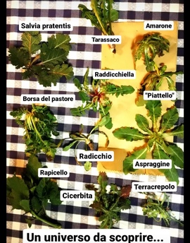 Alcune erbe selvatiche.