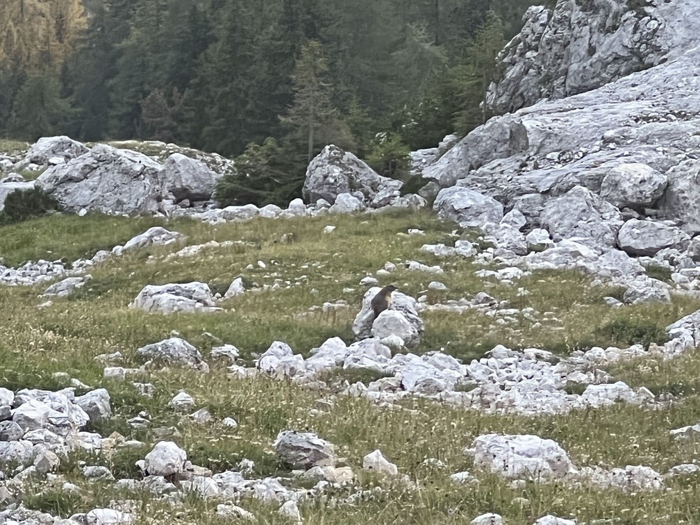 Tramonto al Rifugio Fronza alle Coronelle - marmotta.
