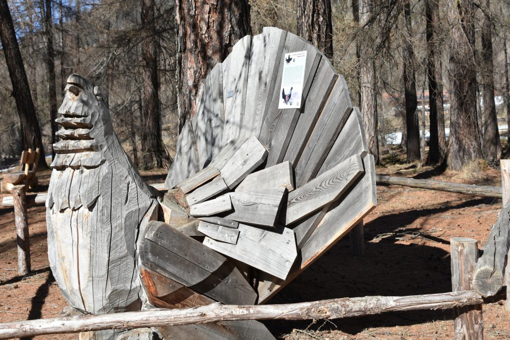 Il Bosco Nascosto di Daiano - installazione del gallo cedrone.