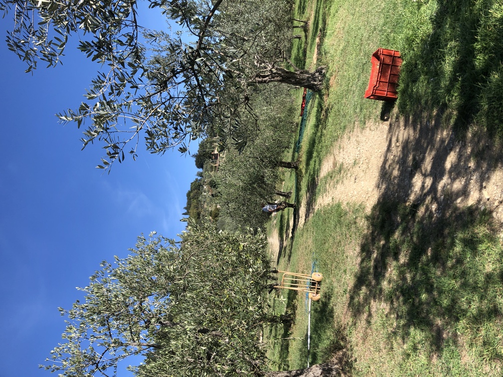 Trekking a Cercina - raccolta delle olive.