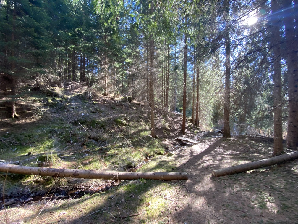 Il Bosco Nascosto di Daiano - ponte.