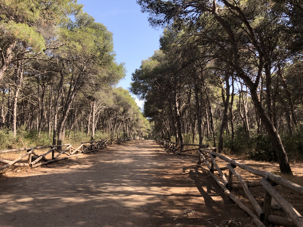 Porto Selvaggio - pineta.