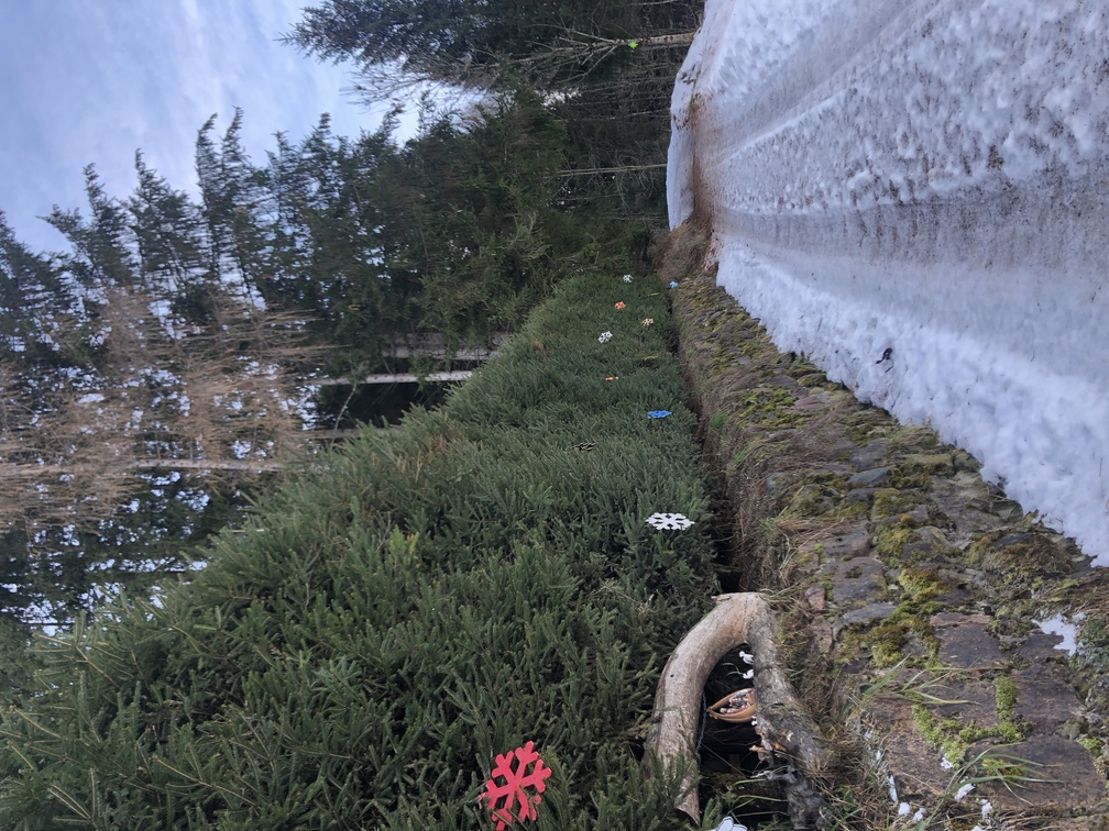 I presepi nel bosco di Zanolin.