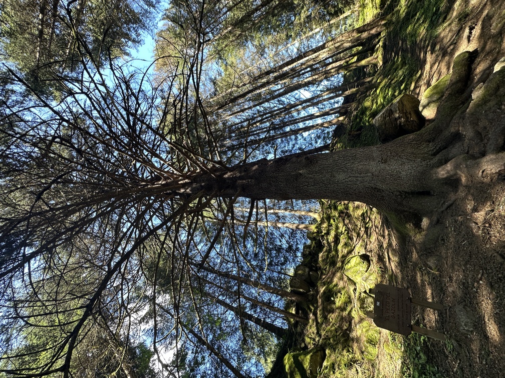 Albero Monumentale Pezo del Gazolin.