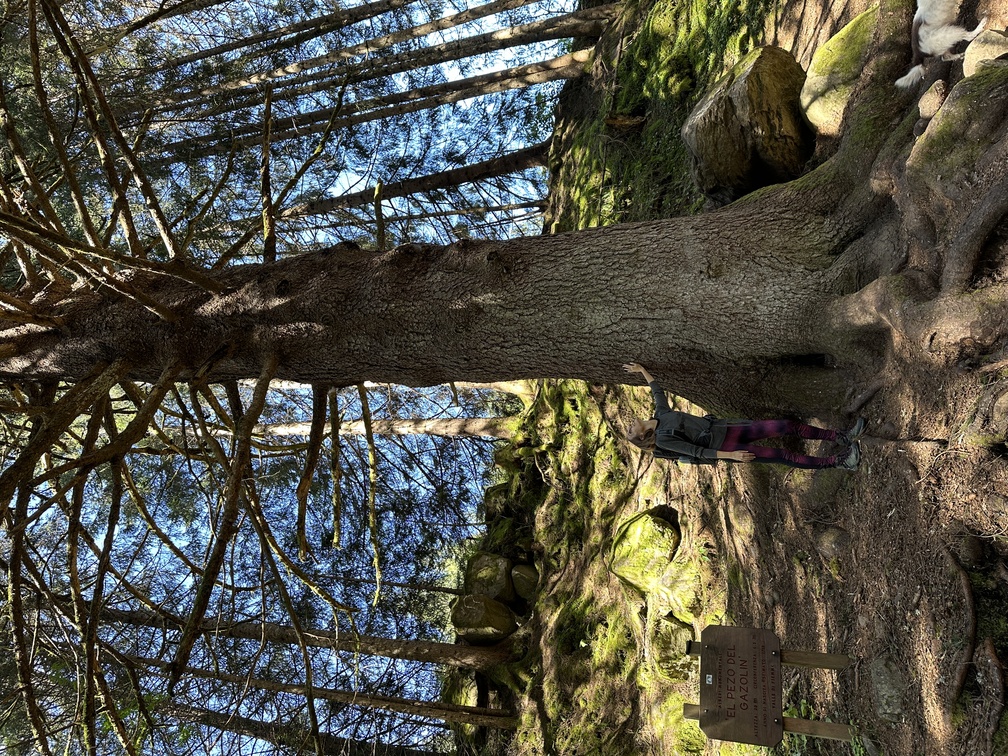 Albero Monumentale Pezo del Gazolin.