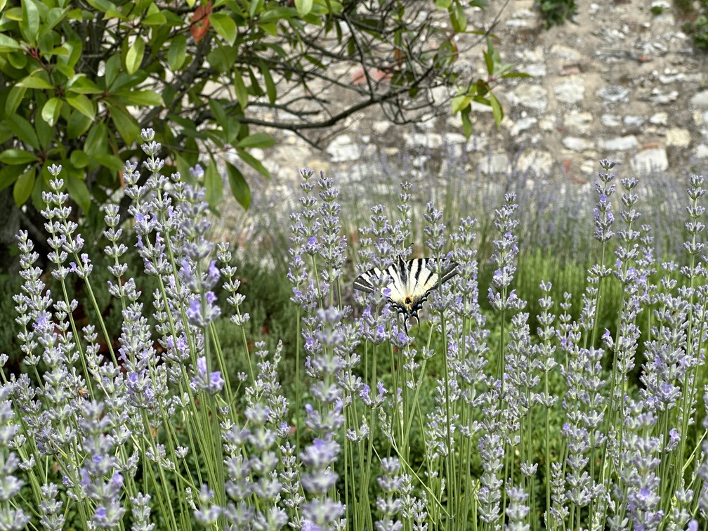 Castello di Meleto - lavanda.