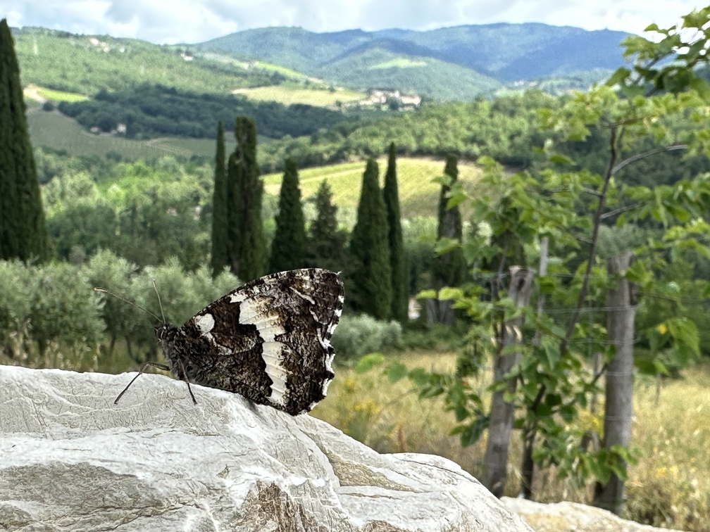Castello di Meleto - farfalla.