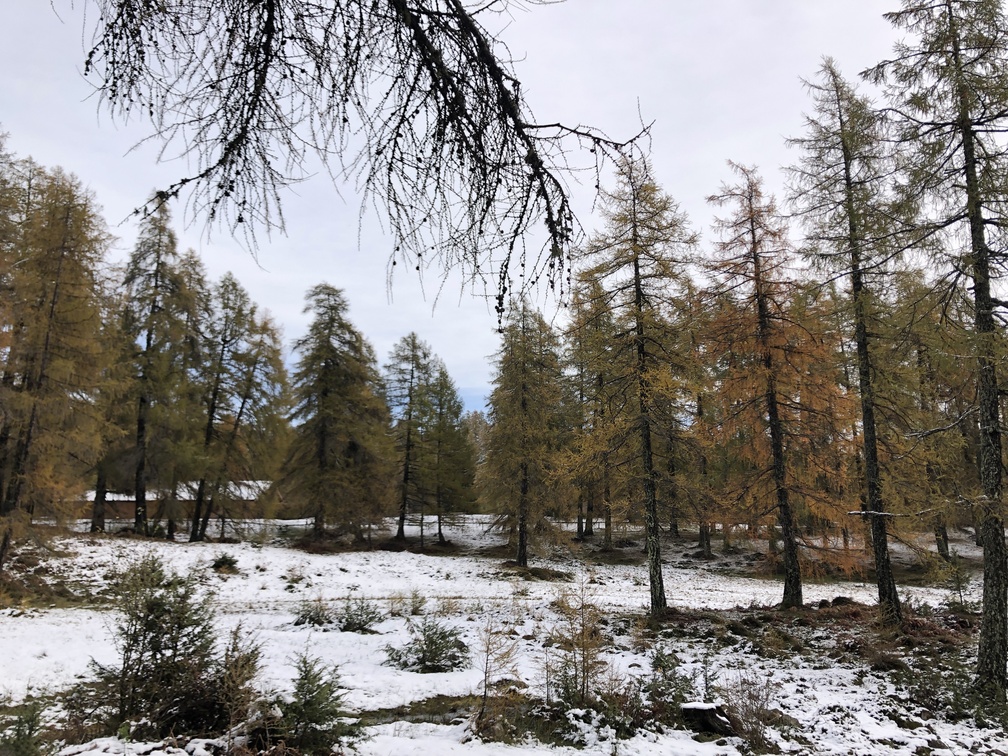 Anterivo - bosco di larici presso il campo sportivo Ebnerrast.