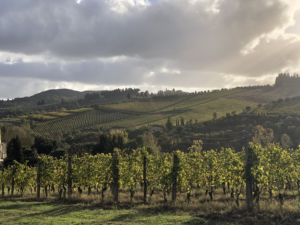 Greve in Chianti - vigneti.