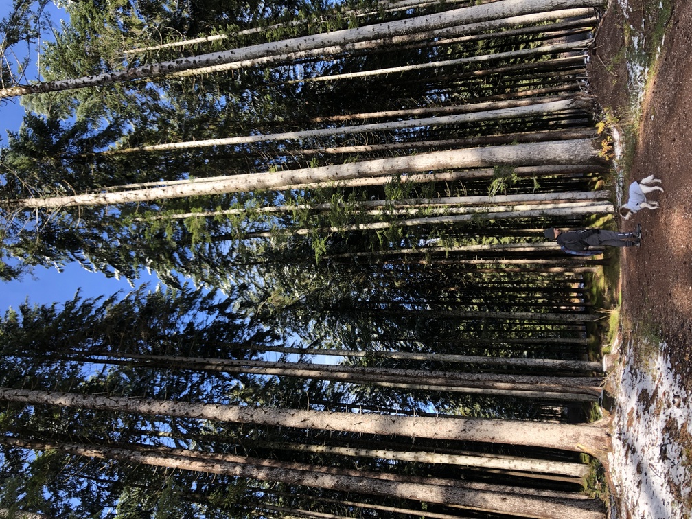 Parco Naturale Monte Corno - abeti rossi.
