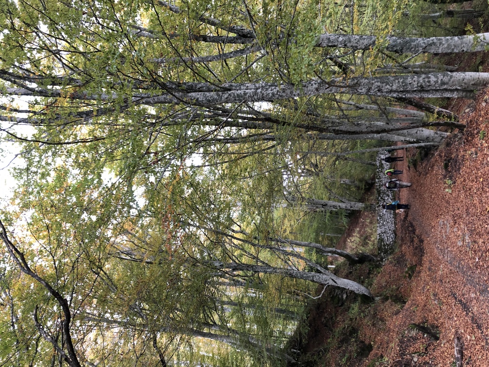 Santuario della Verna - Bosco delle Fate.