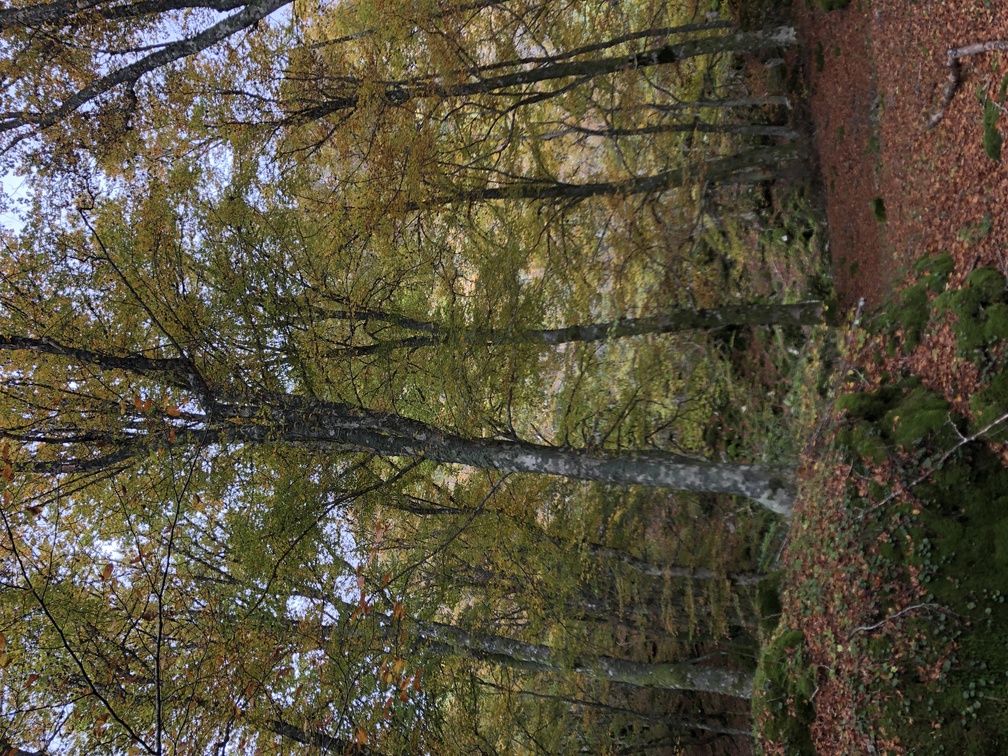 Santuario della Verna - Bosco delle Fate.