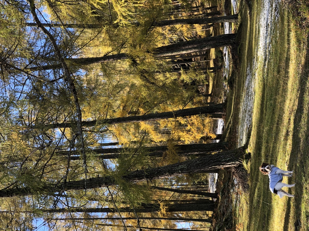Parco Naturale Monte Corno - larici.