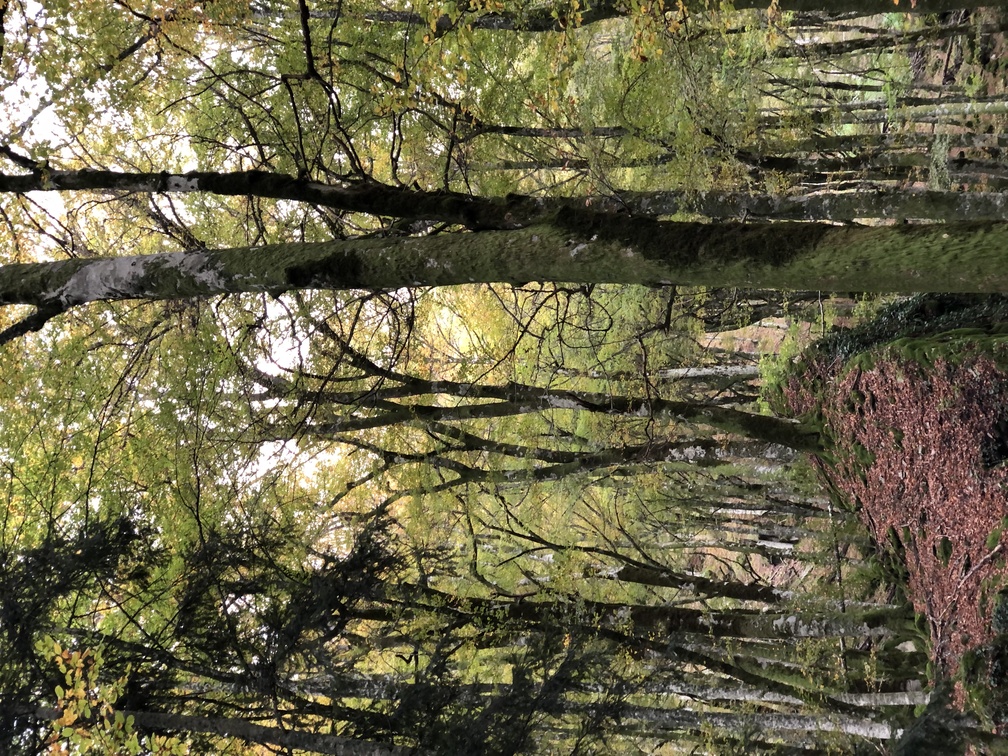 Santuario della Verna - Bosco delle Fate.