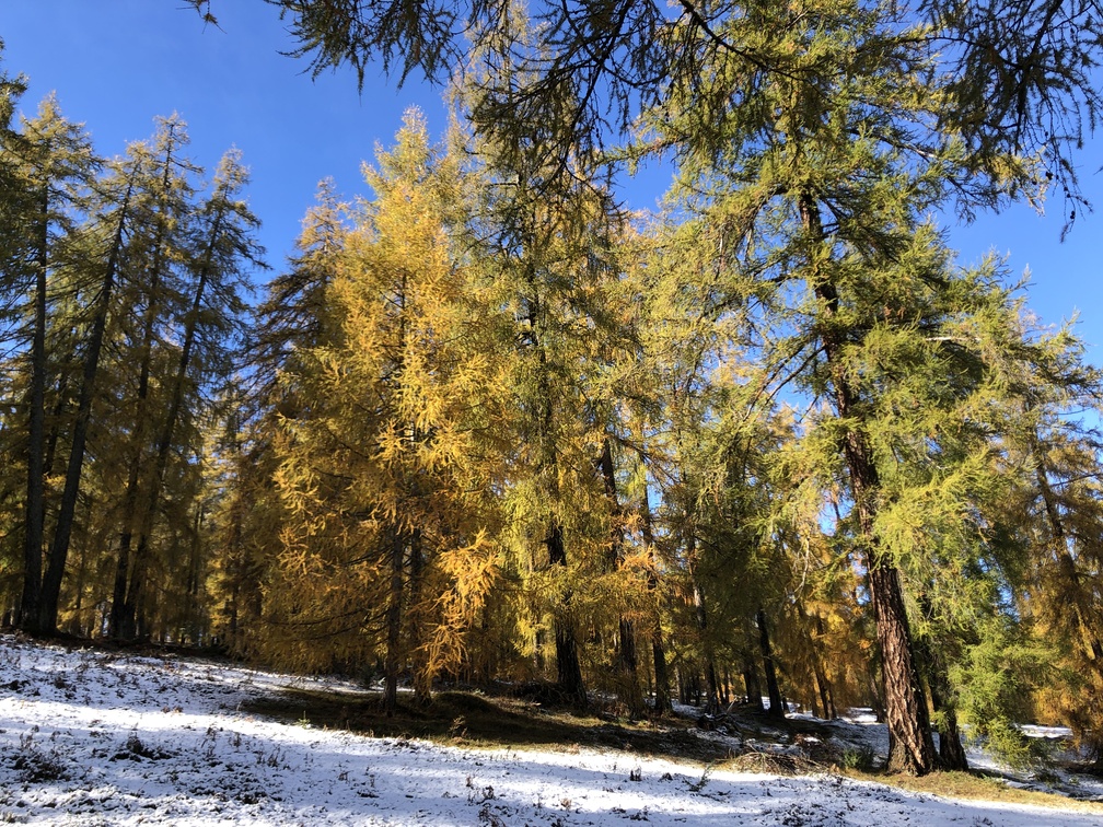 Escursione Anterivo - Malga Fraul - foliage.
