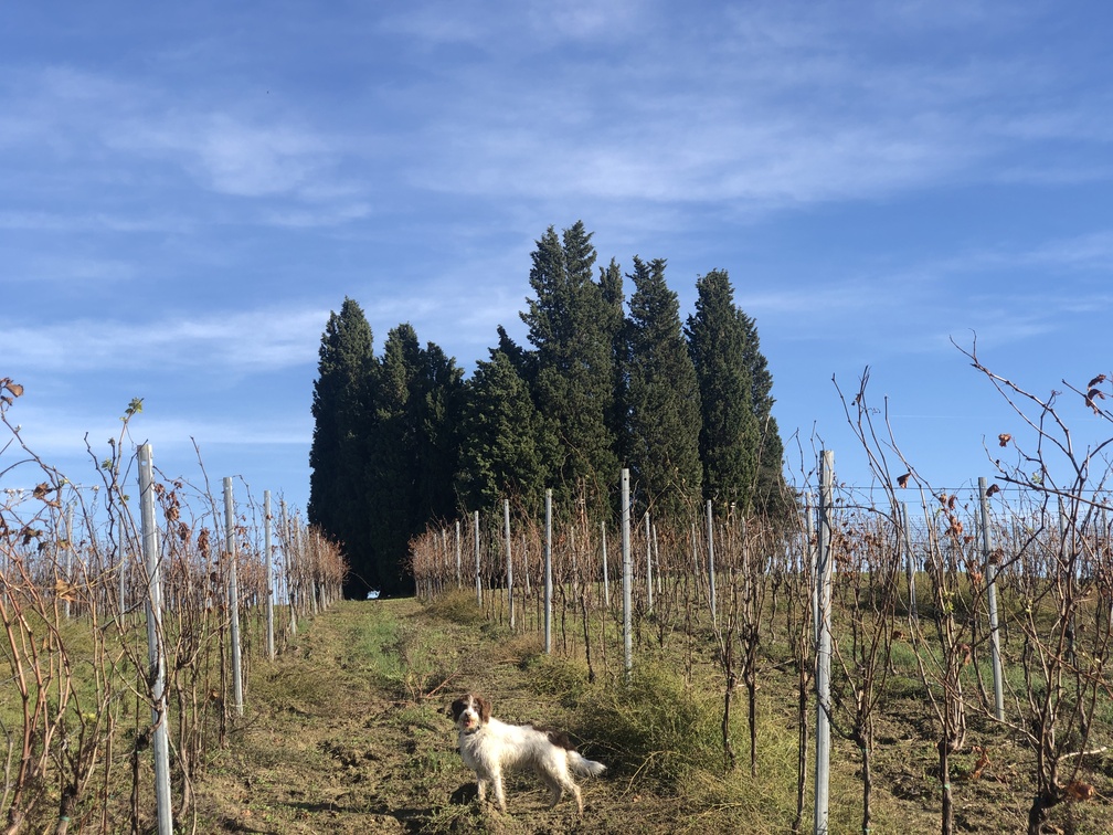 Trekking a Petroio - Collina dei Cipressi.