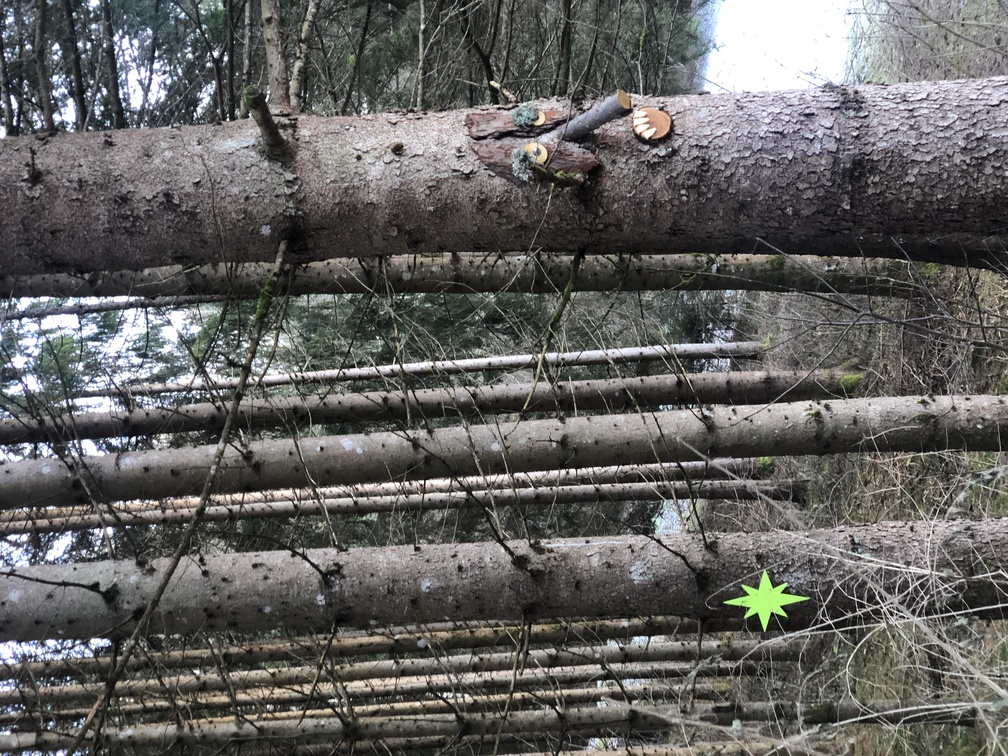 Presepi nel Bosco di Zanolin - edizione inverno 2023/2024.