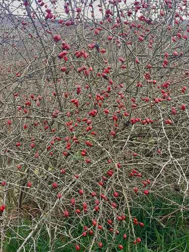 Rosa canina.