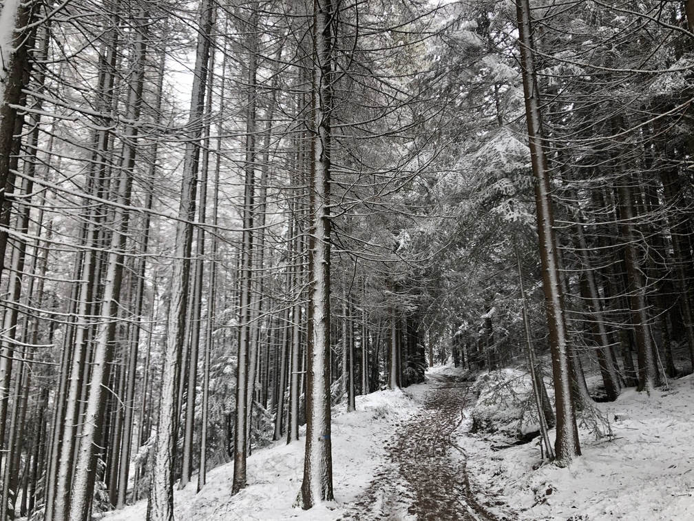Giro del Solombo - bosco.