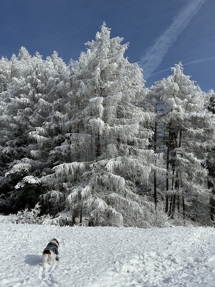 Percorso verso Daiano - sentiero innevato e bosco.