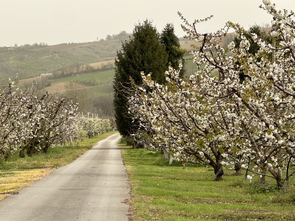 Via dei Ciliegi a Vignola - via Impresa.