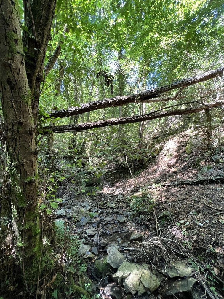 Trekking Monte Morello - Torrente Carzola.