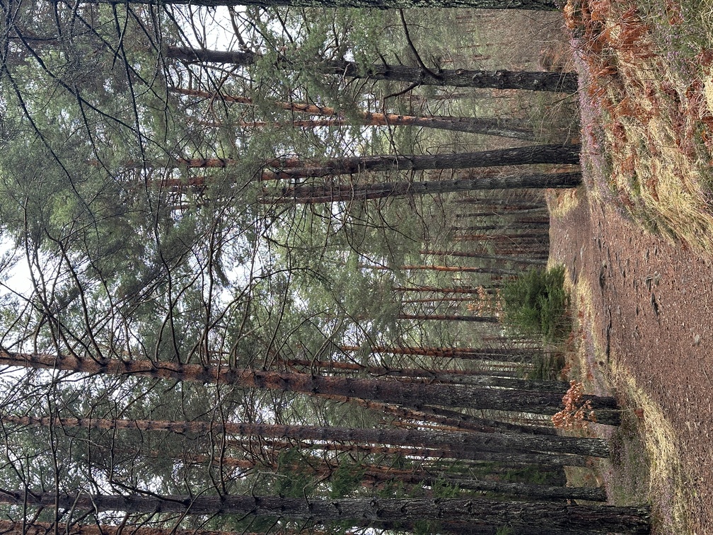 Castello di Fiemme - Biotopo del Brozin - bosco di pini silvestri.