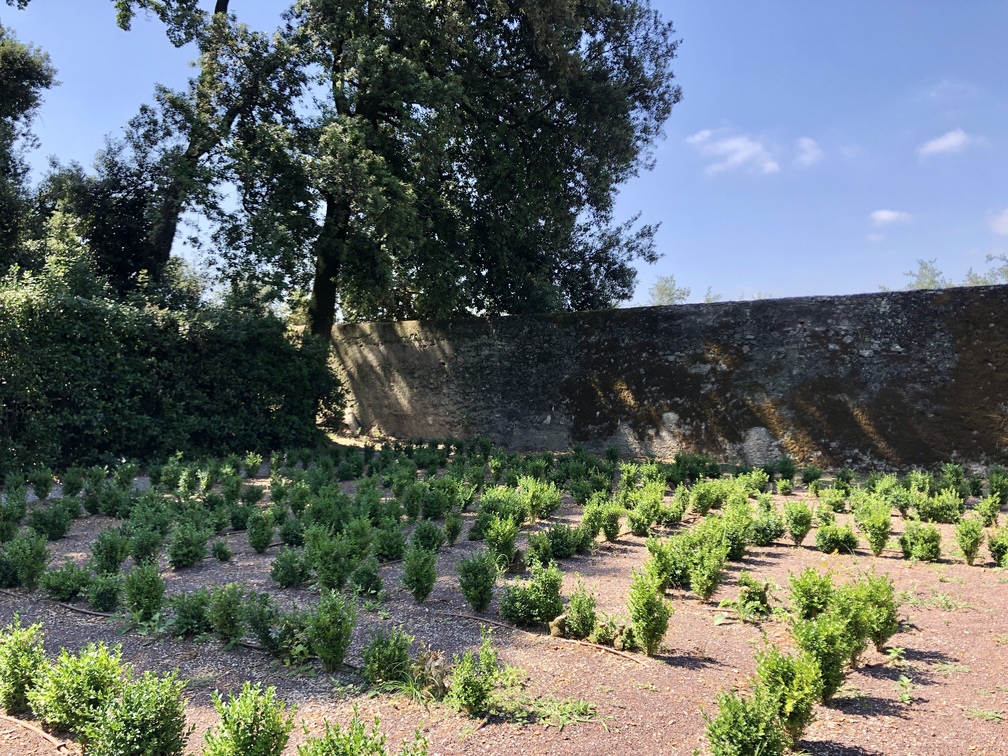 Villa Corsi Salviati - giardino all'inglese: labirinto.