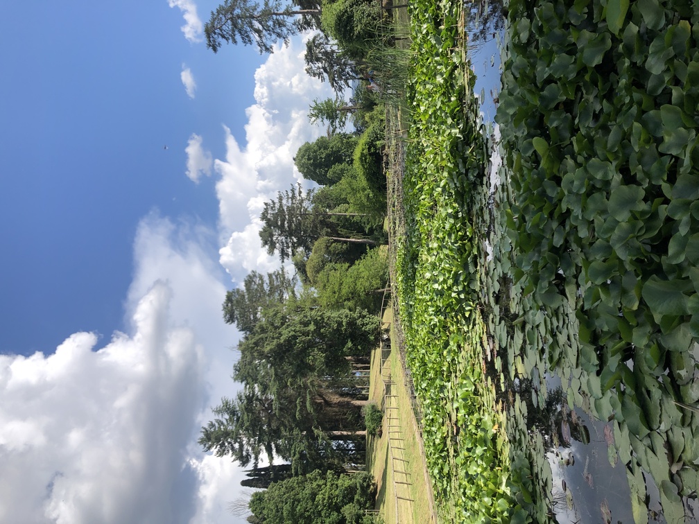 Villa Salviati - giardino all'inglese.