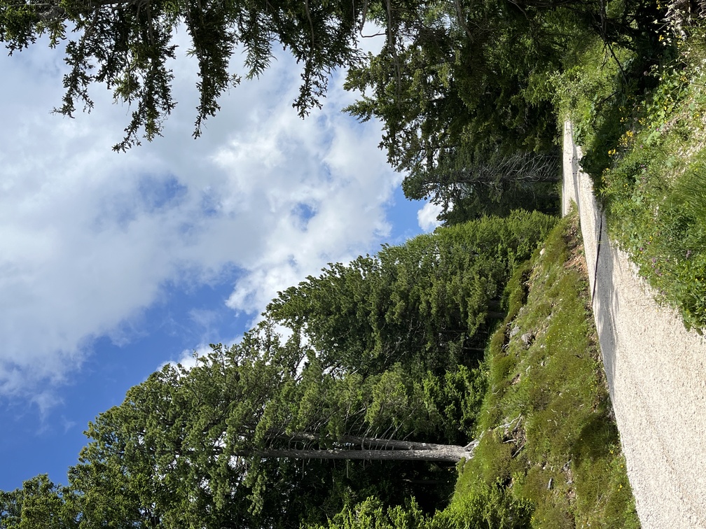 Sentiero n. 12A verso Passo Oclini.