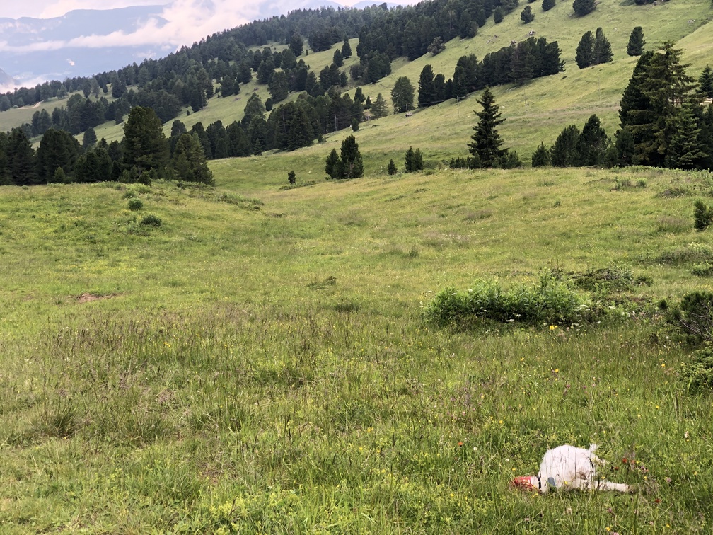 Sentiero n. 14 verso Passo Cugola - Frida.