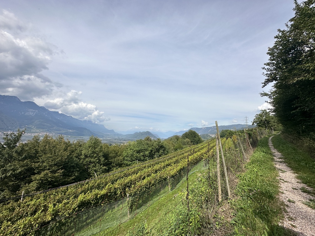 Mazzon - vigneti.