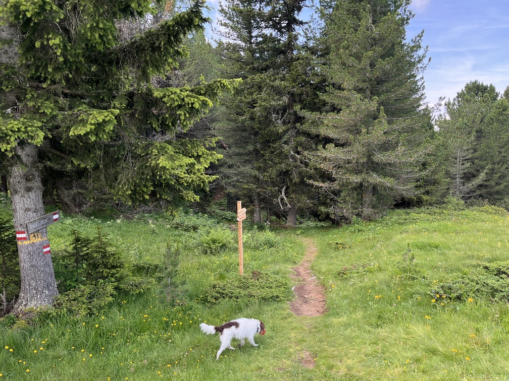 Sentiero n. 14 verso Passo Cugola - imbocco passata la pista da sci.
