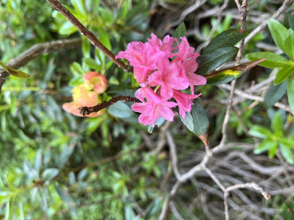 Sentiero n. 14 verso Passo Cugola - rododendri con fiori e frutti.