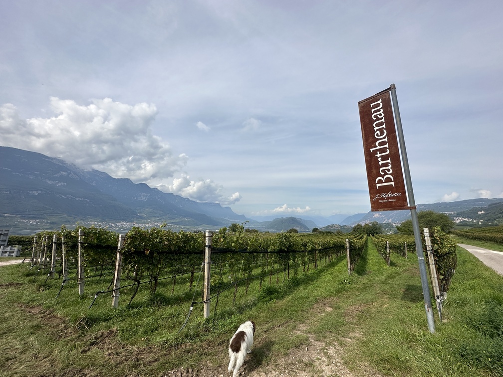 Mazzon - vigneti Brunnenhof.