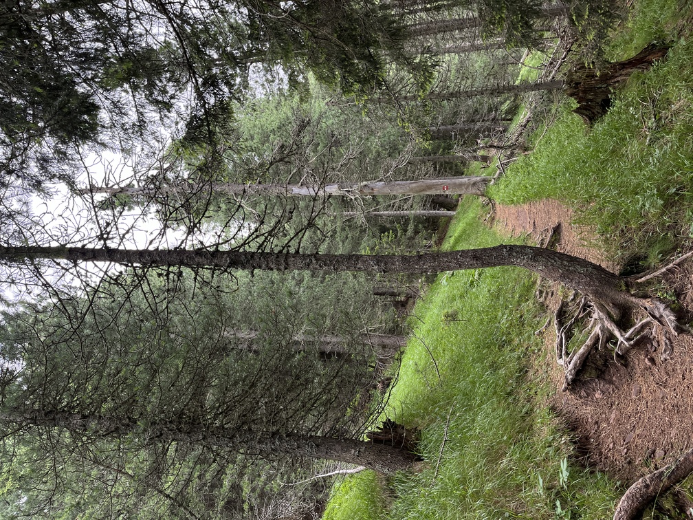Sentiero n. 14 verso Passo Cugola - Bosco di Corno Nero con pini e abeti.
