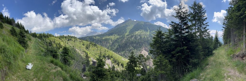 Percorso “Il bosco resiliente della tempesta Vaia” - panorama su Pala Santa.
