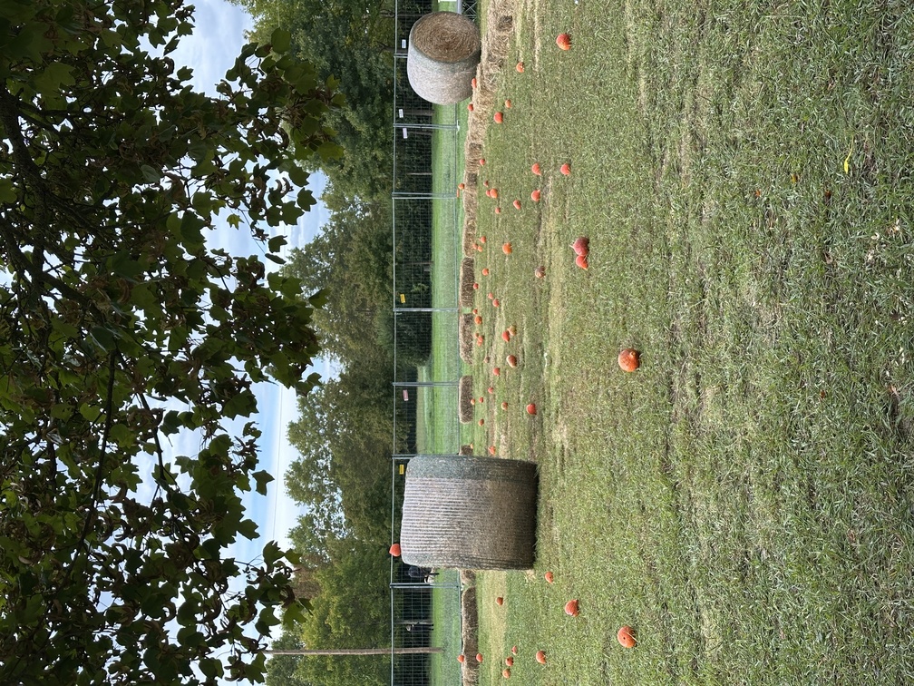 Il Regno delle Zucche a Campi Bisenzio.