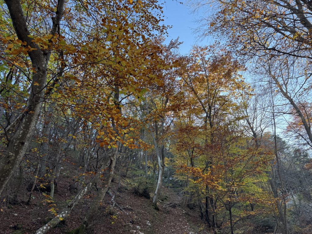 Lago di Cei - faggeta sul sentiero verso la Chiesa di San Martino.