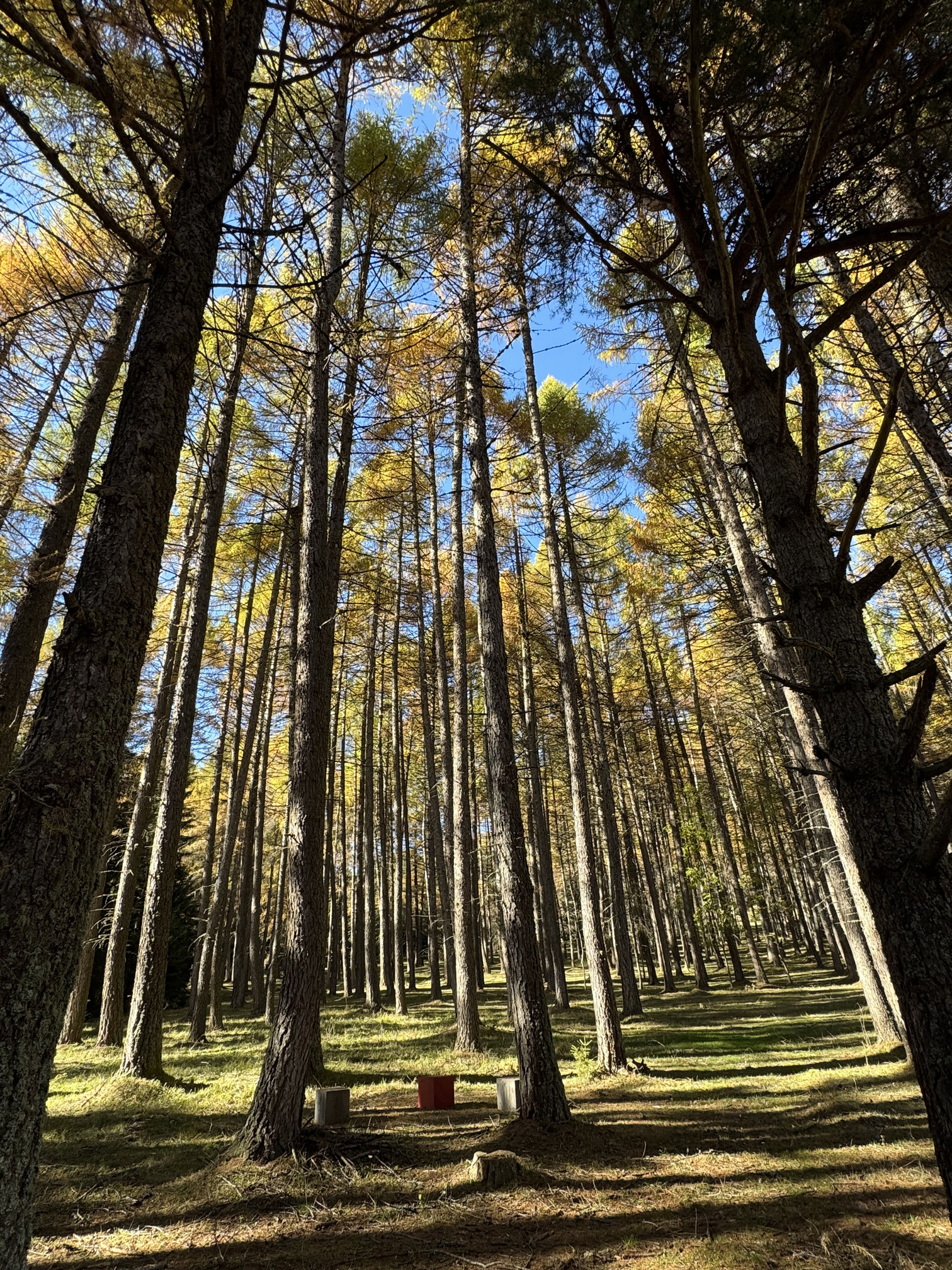 Il Bosco dei Silenzi Diversi - installazioni tra i larici.
