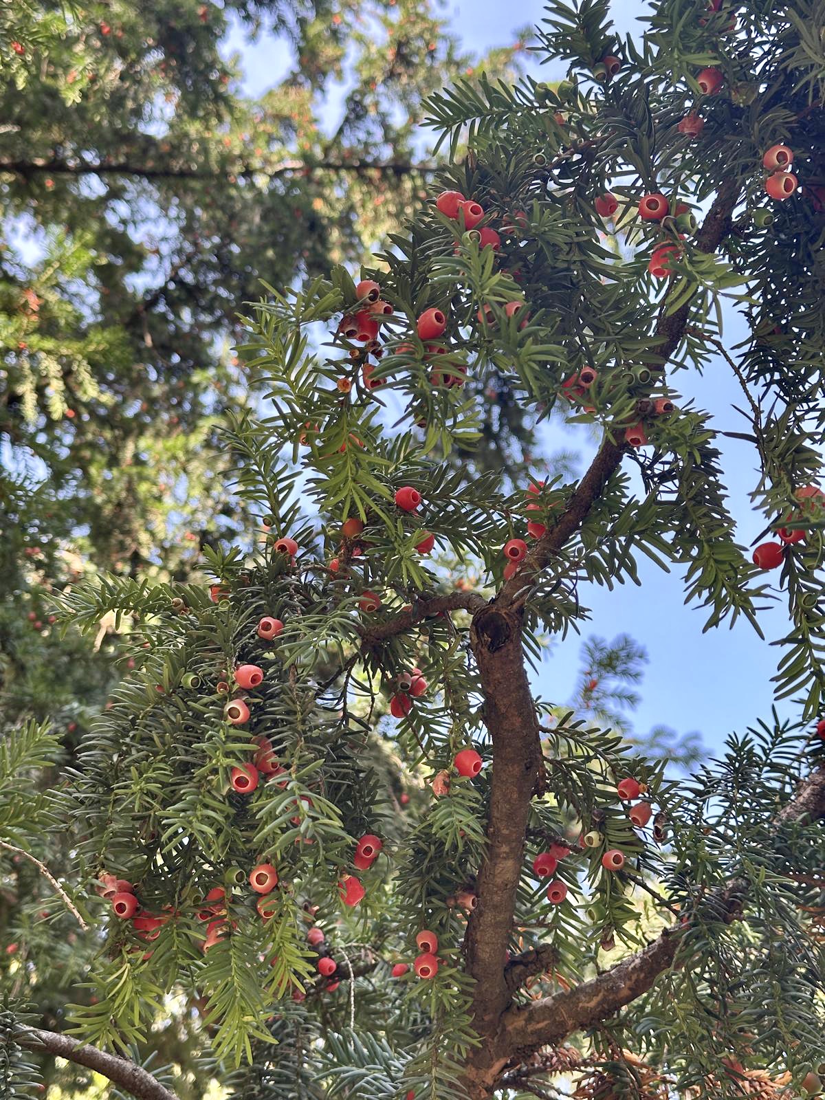 Parco delle Cascine - tasso.