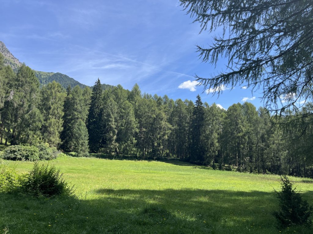 Il Bosco dei Silenzi Diversi - Piano di Pradaronco in estate.
