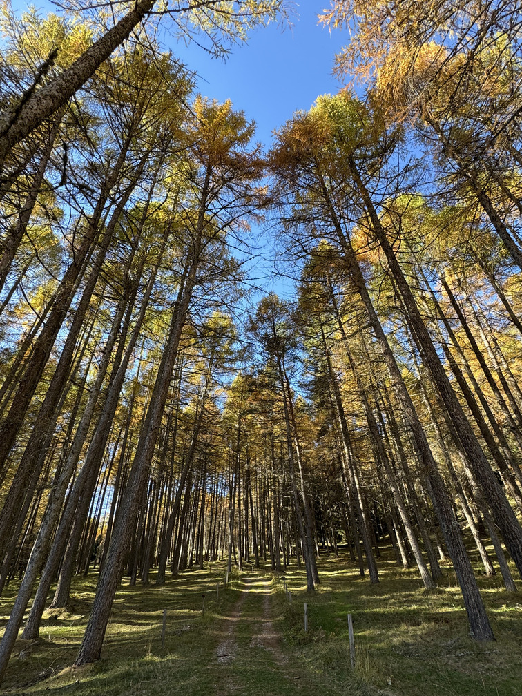 Il Bosco dei Silenzi Diversi - larici in autunno al Piano di Pradaronco.
