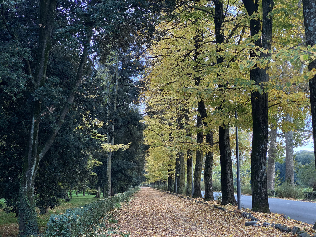 Parco delle Cascine - tigli lungo il viale dell'Aeronautica.