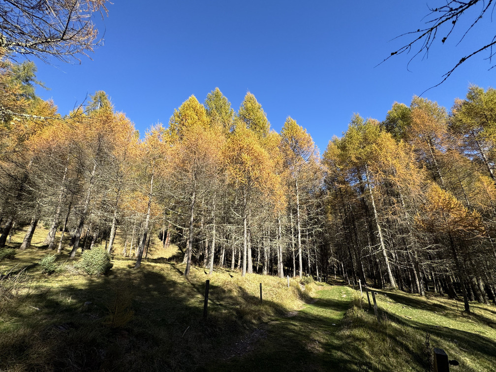 Il Bosco dei Silenzi Diversi - foliage dei larici.