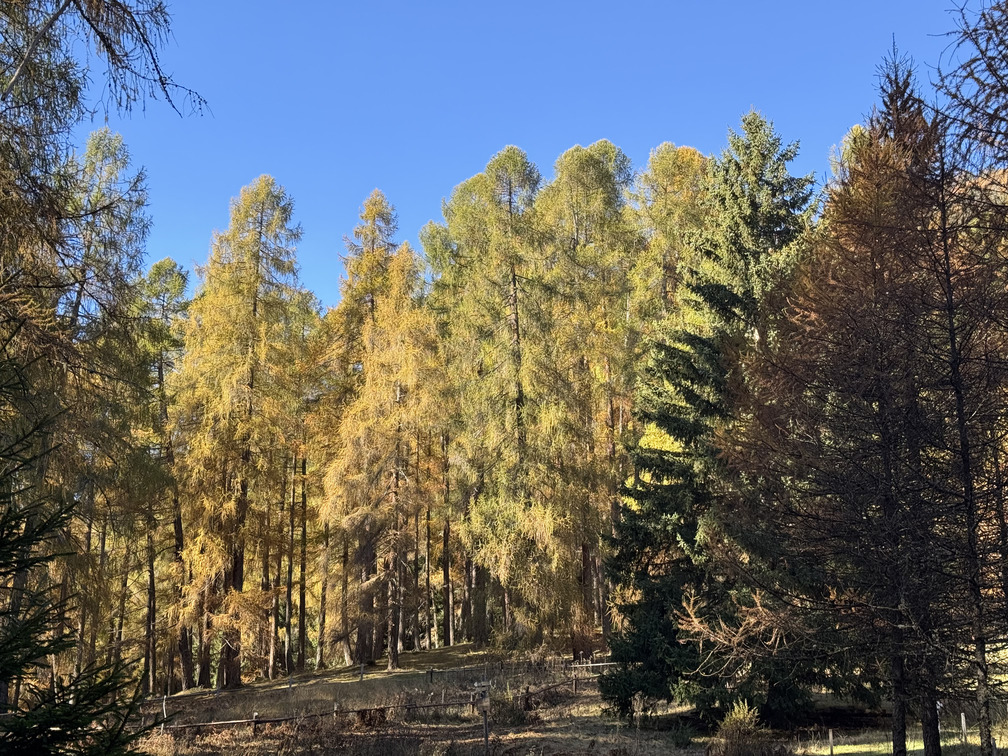Il Bosco dei Silenzi Diversi - foliage.