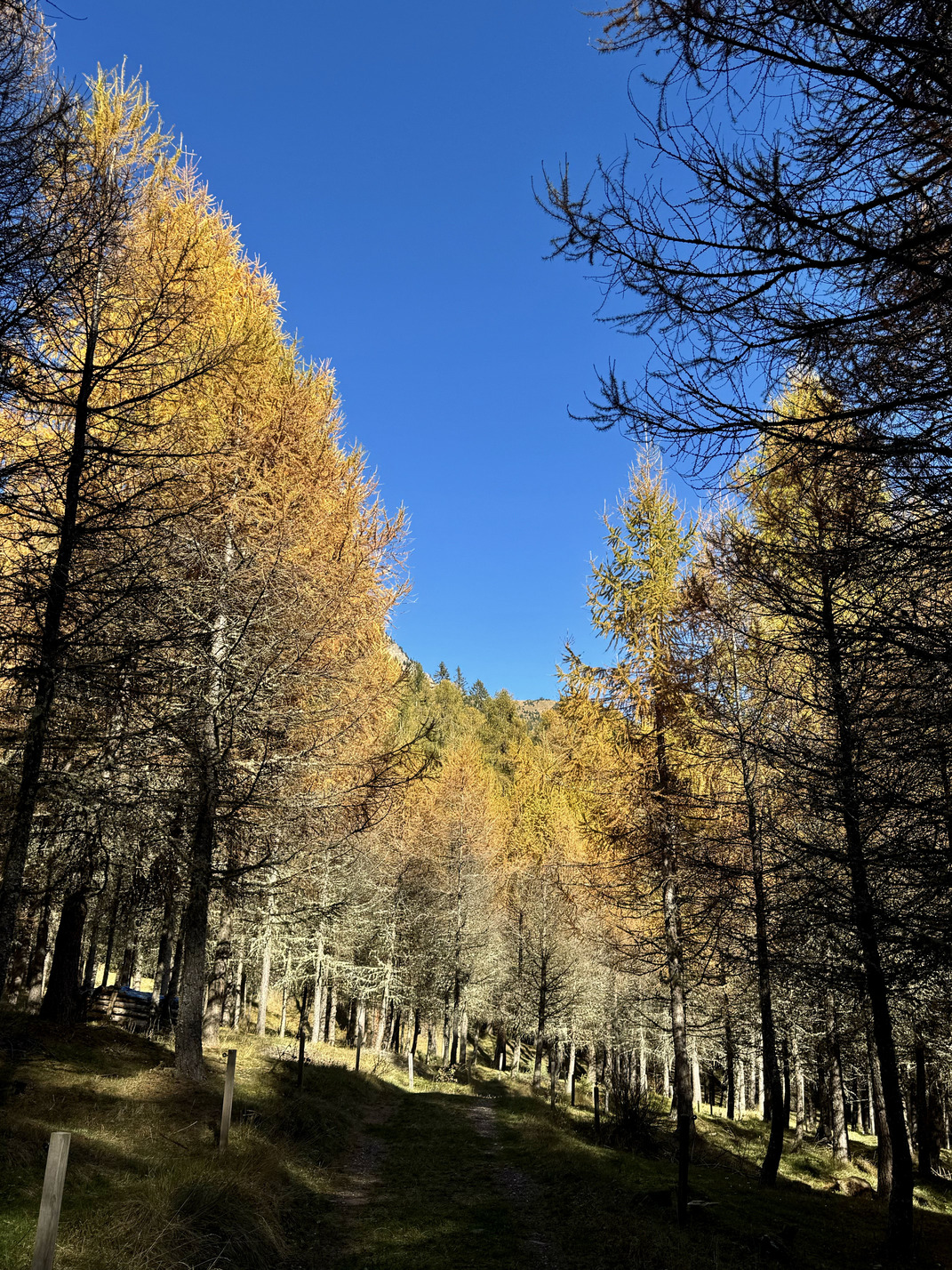 Il Bosco dei Silenzi Diversi - foliage dei larici.